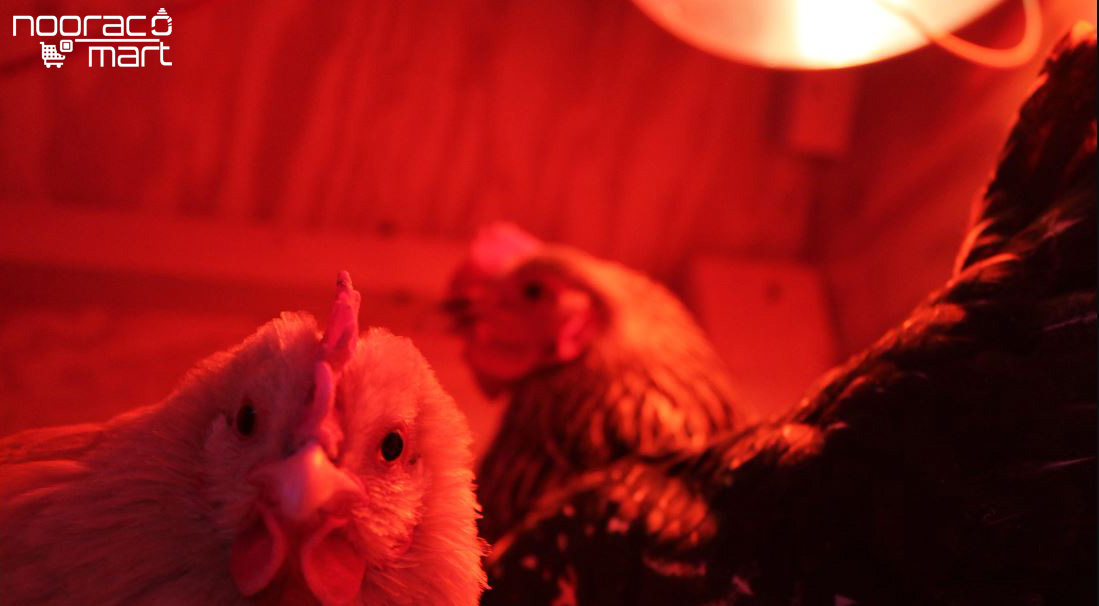 قیمت لامپ مادون قرمز ۲۵۰ وات